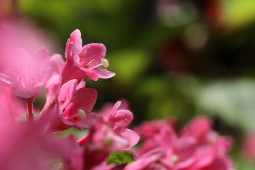錦帶花 繁花似錦的庭院佳麗