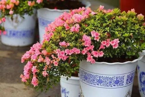 又到周末，迎春添福 推薦幾種過年期間開花的吉祥花卉