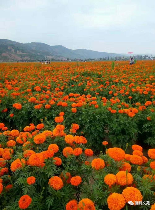 七夕佳節，水云山花海與特色羊肉的浪漫之旅